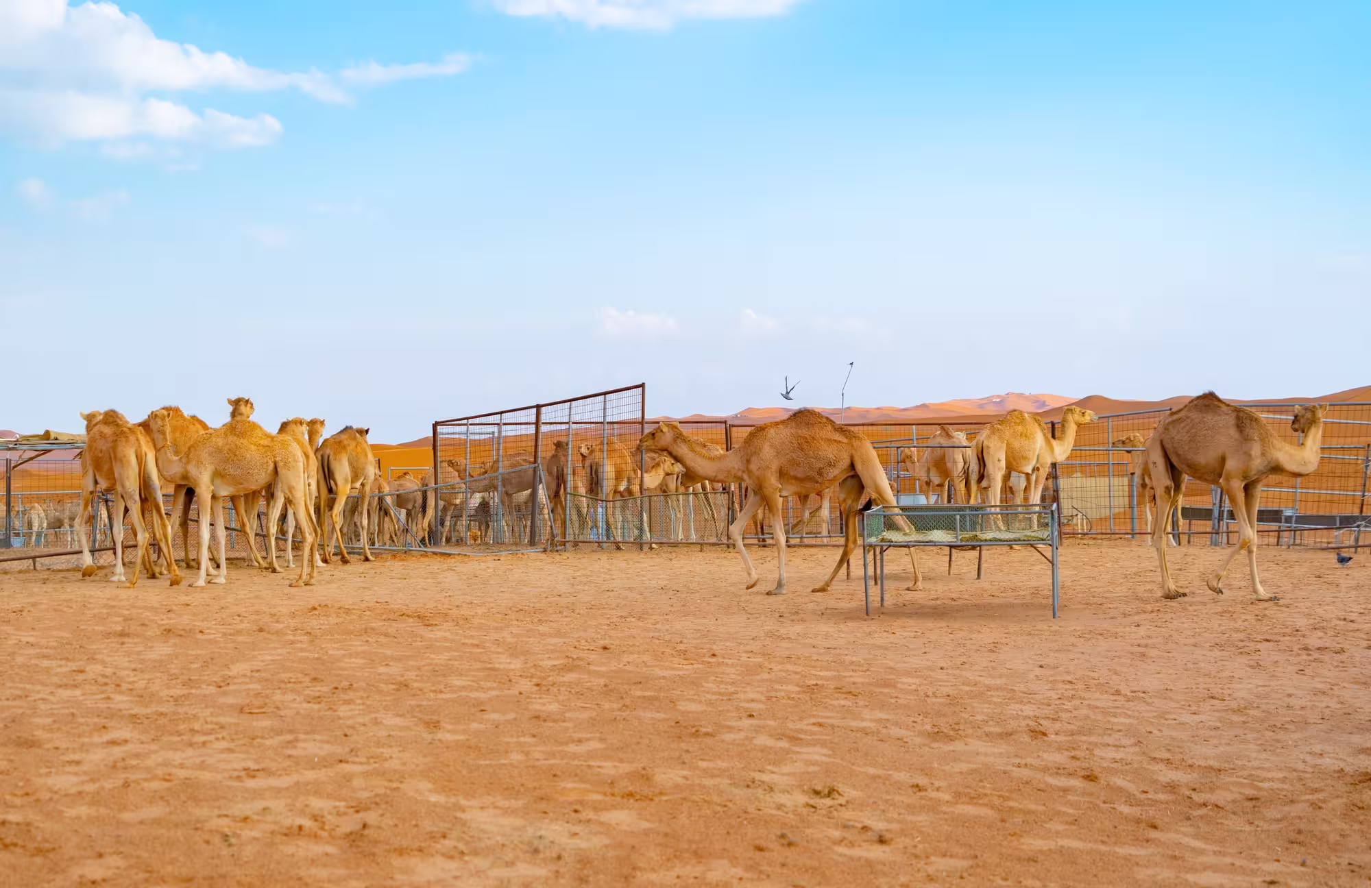 Arabian camels in the desert