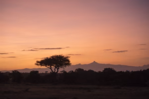 Acacia trees in the foreground with Mount Kenya in the background at sunrise, seen from El Karama Ranch in Laikipia County, Kenya.