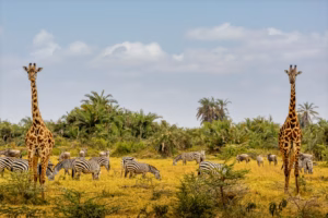 African safari animals such as elephants, zebras, and antelopes roaming the open plains of Amboseli National Park with Mount Kilimanjaro in the background.