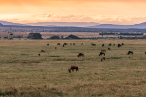 Kenyan landscape at sunrise or sunset with dramatic clouds, scattered rain, and wildlife such as elephants or giraffes in the open plains.