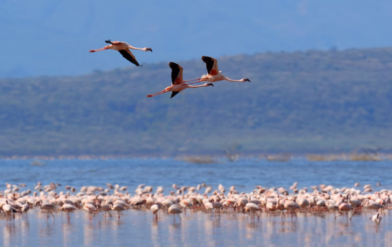 Pink flamingos standing and wading in shallow water, reflected on the calm surface.