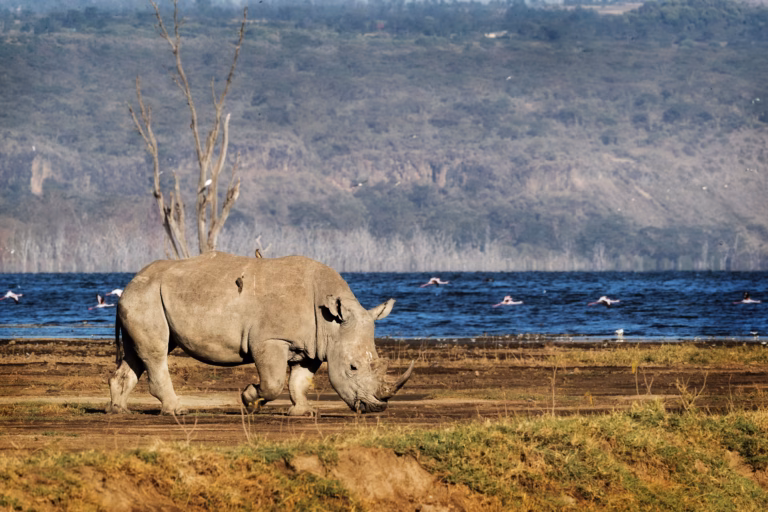 Southern white rhino walking across the plains of Lake Nakuru National Park.