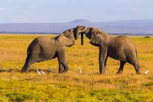 Two African elephants in a playful mock battle with interlocked tusks.