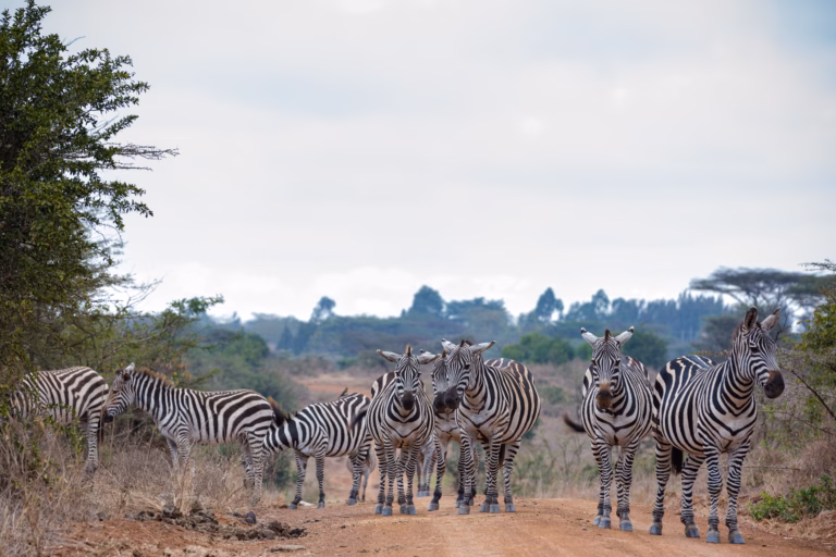 A herd of zebras grazing and walking across the African savannah