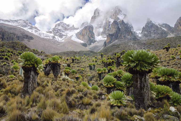 Palm trees in the foreground with Mount Kenya’s snow-capped peaks in the background