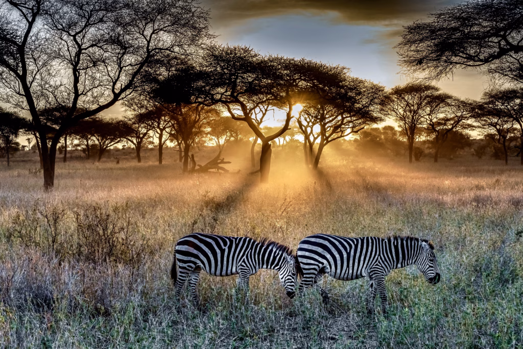 Zebras grazing in a sunlit grassy field surrounded by trees during sunset in the African savannah”