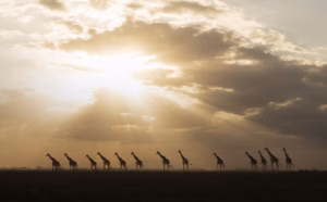 Kenya safari wildlife experience – Samburu National Reserve by Avyra Travel