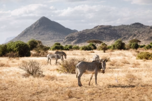 Semi-arid landscape of Samburu National Reserve in Kenya with acacia trees, a river, and free-roaming wildlife.