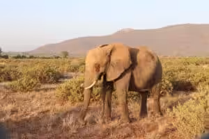 African elephant walking through dry savanna landscape