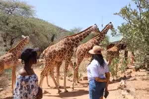 Visitors observing giraffes in a wildlife sanctuary in Kenya
