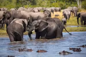 Elephants and hippos sharing a waterhole in the African savanna