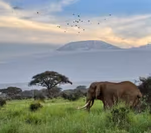 African elephant walking in green savanna with Mount Kilimanjaro in the background
