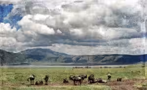 Wildebeest herd on the grasslands of the Ngorongoro Crater in Tanzania