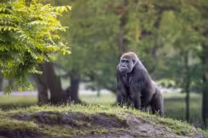 Western lowland gorilla standing on grass in a green forest environment