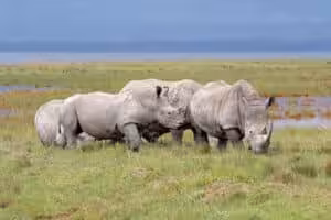 Three white rhinoceroses grazing together on grassy savanna near a water area