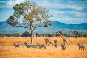 Zebras and giraffes grazing on the African savanna near a lone tree