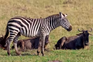 Zebra standing on the savanna beside resting wildebeest in the grassland