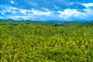 Coconut palm forest covering Siargao Island in the Philippines under a dramatic cloudy sky
