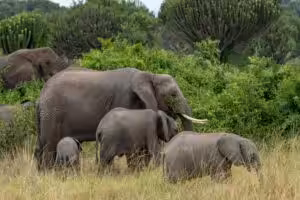 Herd of elephants with young calves walking through green savannah vegetation