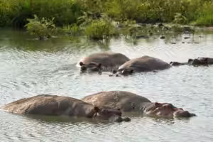 Group of hippos partially submerged in a river surrounded by green vegetation
