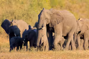 Herd of African elephants with young calves walking across dry grassland