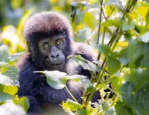 Close-up of a baby gorilla surrounded by lush green rainforest vegetation