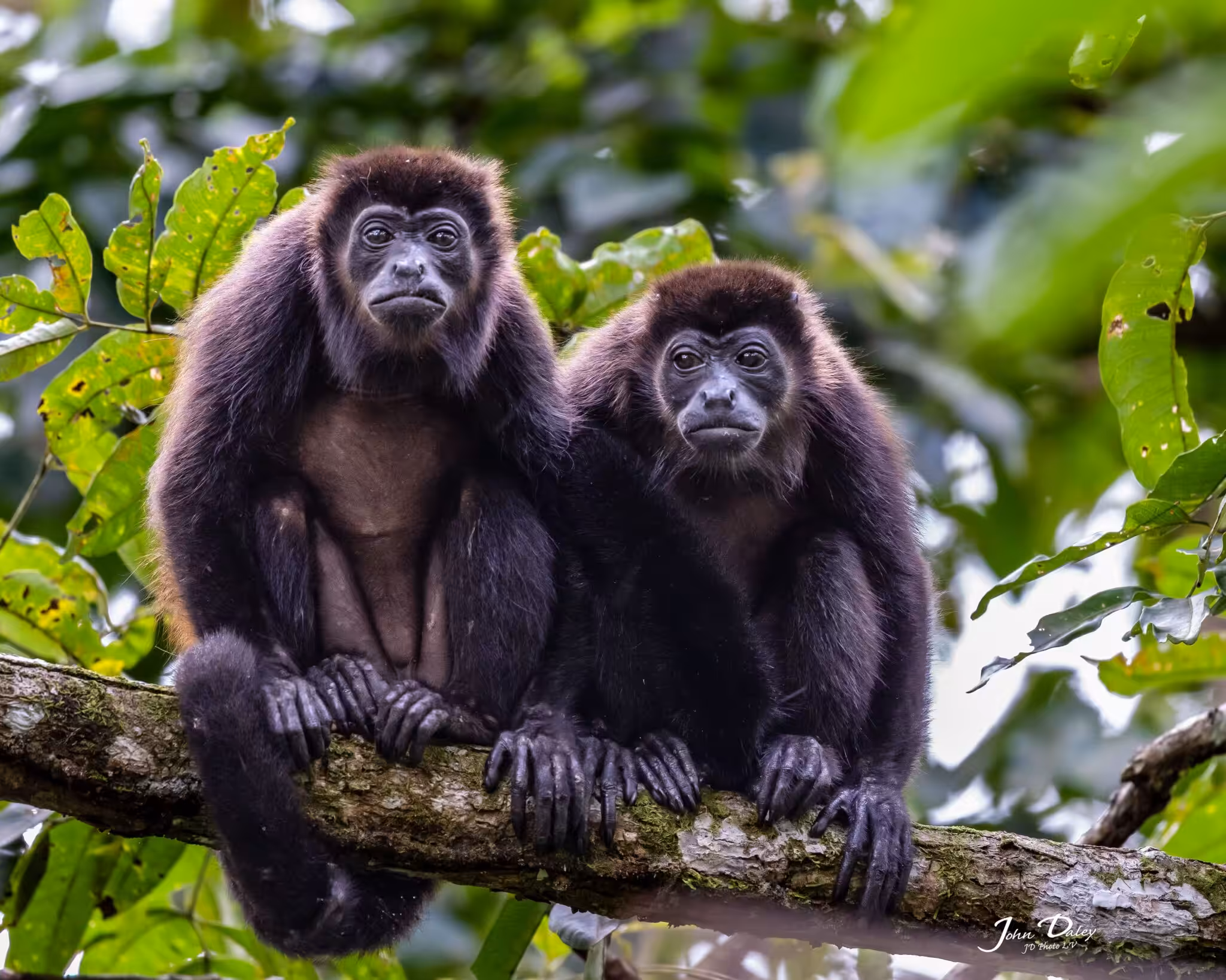 Two black monkeys sitting closely together on a tree branch surrounded by lush green rainforest foliage