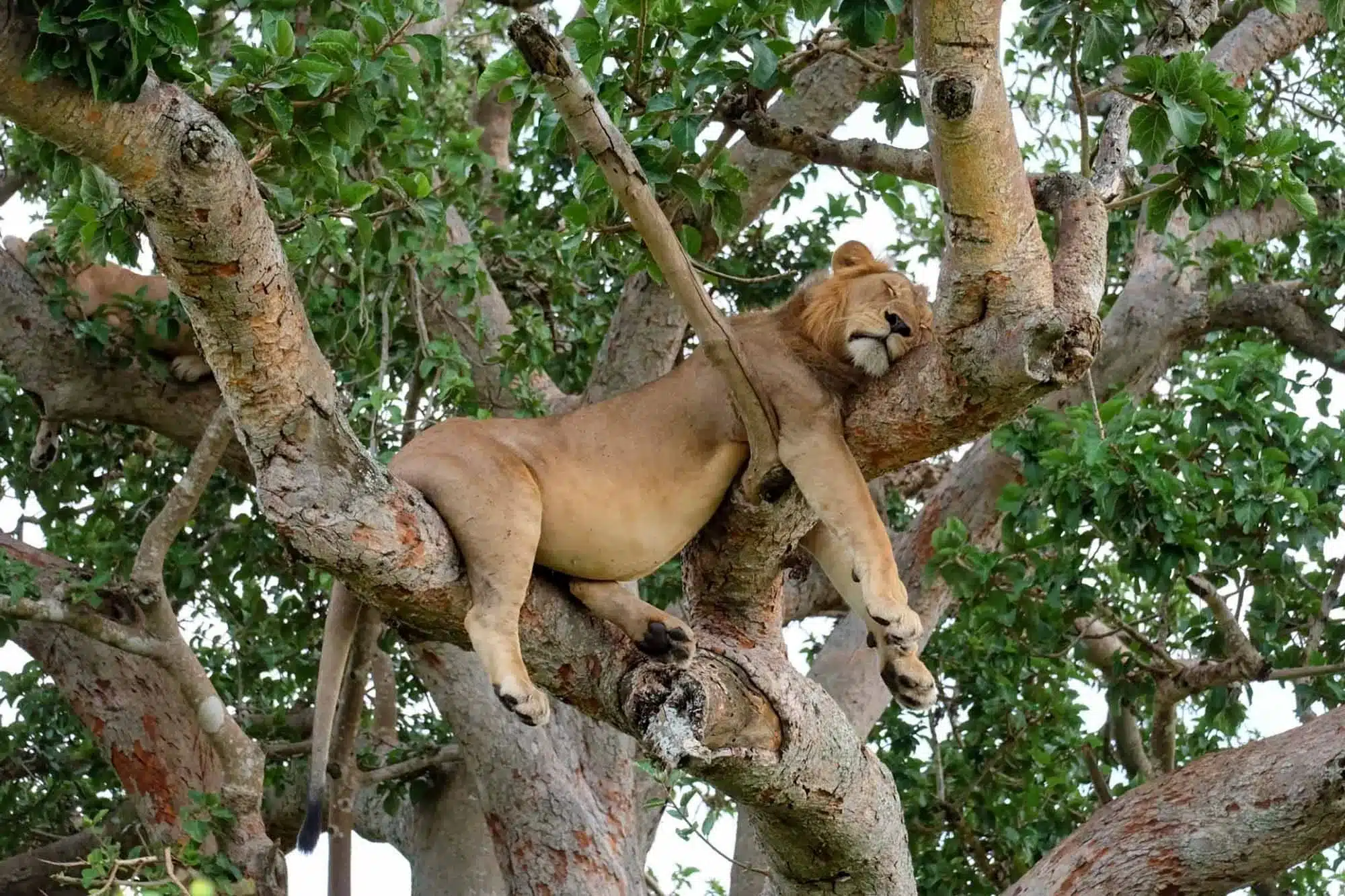 Lion resting across the branches of a large tree surrounded by green foliage