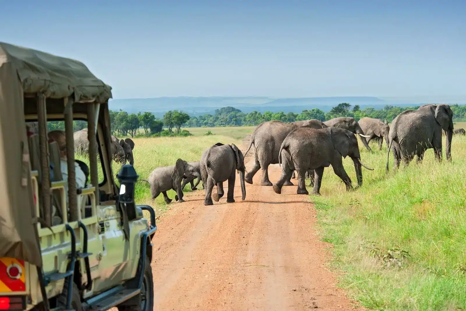 Safari vehicle watching a herd of elephants crossing a dirt road in the savannah