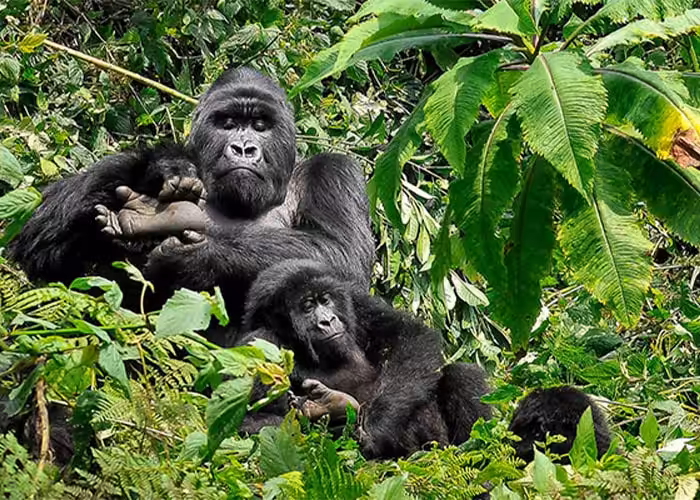 A family of mountain gorillas resting together in dense green rainforest vegetation