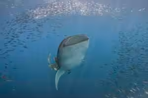 Alt Text Underwater close-up of a whale shark feeding with its enormous mouth wide open, surrounded by dense schools of small fish in Cenderawasih Bay, Papua, Indonesia