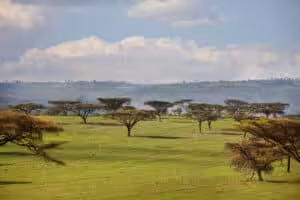 Lush green savannah landscape with scattered flat-topped acacia trees, rolling hills and dramatic clouds in the Ngorongoro Conservation Area, Tanzania