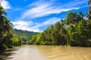 The Loboc River winding through a lush tropical jungle of coconut palms and dense rainforest under a vivid blue sky in Bohol, Philippines