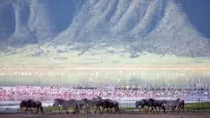 Zebras and wildebeest walking along the shoreline of Lake Magadi in the Ngorongoro Crater, Tanzania, with thousands of pink flamingos and the crater wall in the background