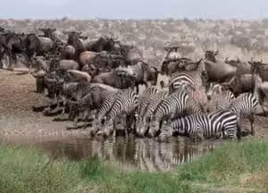 Zebras and wildebeest drinking together at a waterhole during the Great Migration in Serengeti National Park, Tanzania