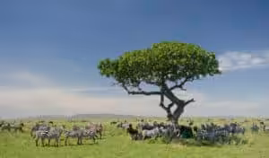 Large mixed herd of zebras and wildebeest grazing around a solitary tree on the green Serengeti plains during the Great Migration, Tanzania, under a clear blue sky
