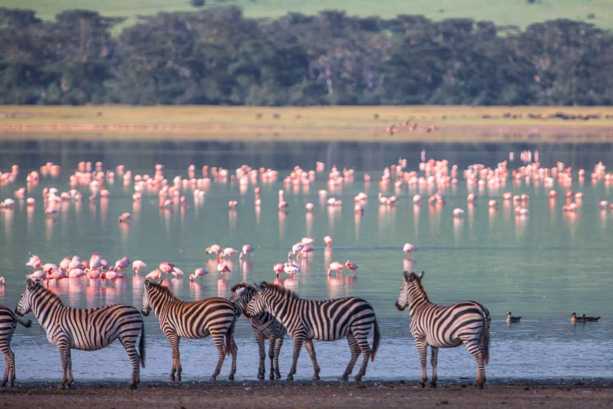 Four zebras standing at the shoreline of Lake Magadi in the Ngorongoro Crater, Tanzania, with hundreds of pink flamingos wading in the calm water behind them
