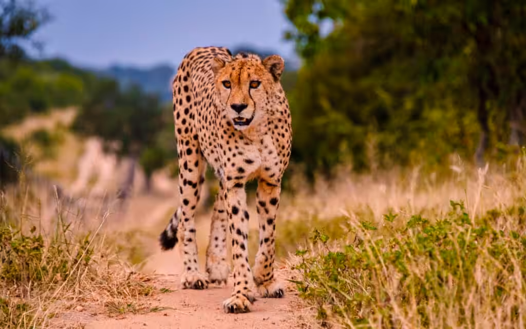 A wild cheetah walking directly toward the camera along a sandy dirt track through dry savannah grassland in Kruger National Park, South Africa