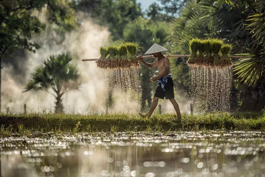 Farmer carrying bundles of rice seedlings across a paddy field in Vietnam