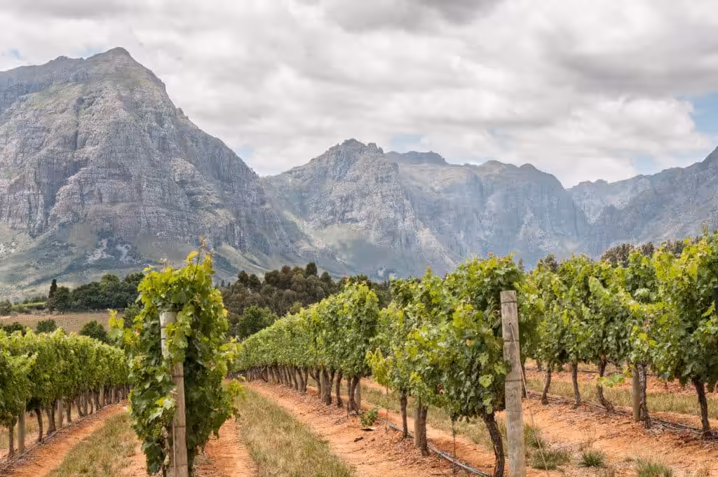 Rows of lush green grapevines stretching across a vineyard near Stellenbosch with dramatic granite mountain peaks rising behind, Western Cape, South Africa