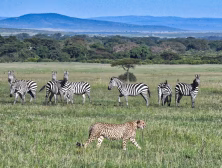 Cheetah walking calmly past a group of grazing zebras on the African savannah