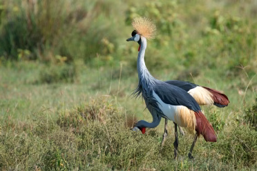 Grey crowned crane walking through grassy savanna landscape