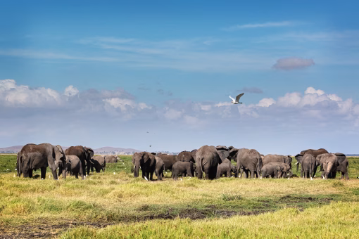 Large herd of African elephants walking across the plains of Amboseli National Park, Kenya