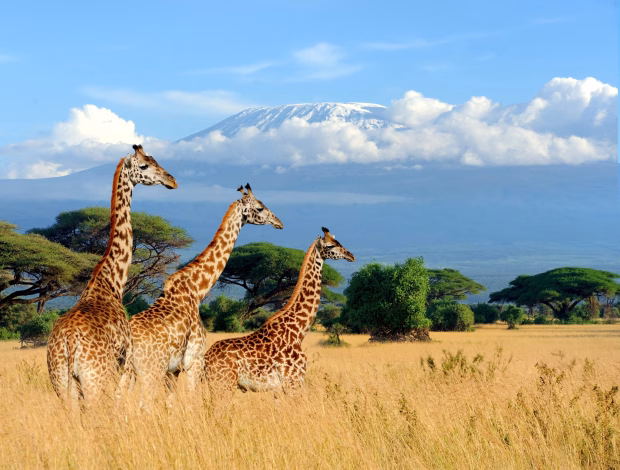 Three giraffes standing on open savanna with Mount Kilimanjaro in the background, under a clear sky in a national park.